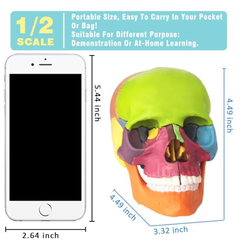Human Skull Anatomy Model, 15 Parts, 1:2 Life Size, for Adult