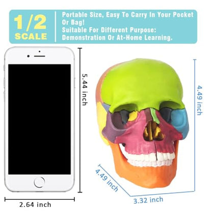 Human Skull Anatomy Model, 15 Parts, 1:2 Life Size, for Adult