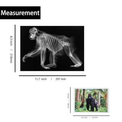 Thematic Animal X-Rays, Set of 16, Simulation Specimen, Science Education Materials for Kindergarten & Preschool, Light Table Accessories, Montessori & Reggio-Inspired (Wild Animals) - color: Wild animals