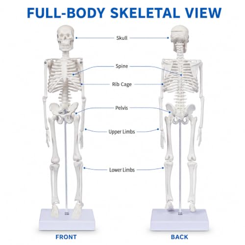 17.7-Inch Mini Human Skeleton Anatomy Model with Movable Joints