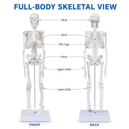 17.7-Inch Mini Human Skeleton Anatomy Model with Movable Joints