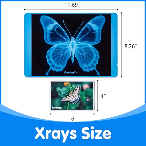 Insect Xrays – Bug Science Kit - Light Table Accessories - style: Insect Series