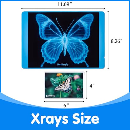 Insect Xrays – Bug Science Kit - Light Table Accessories - style: Insect Series