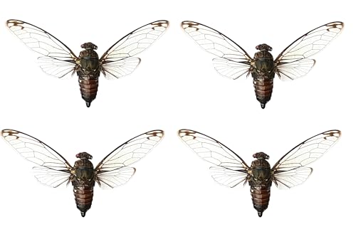 4 Real Cicada Specimens Mounted Insect Taxidermy Entomology Set VE78X4 - color: 4 Real Cicada #78