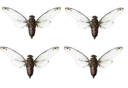 4 Real Cicada Specimens Mounted Insect Taxidermy Entomology Set VE78X4 - color: 4 Real Cicada #78