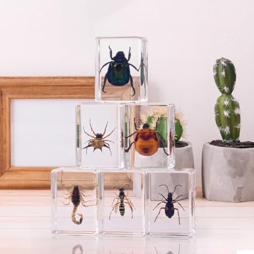CroBlissful 6 Pcs Insect in Resin Specimen Bugs for Kids