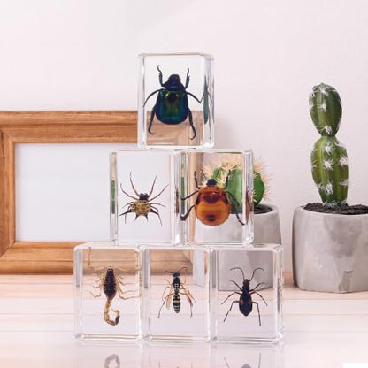 CroBlissful 6 Pcs Insect in Resin Specimen Bugs for Kids