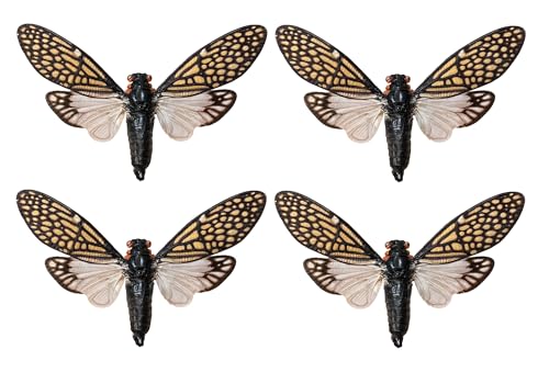 4 Real Tailanga Cicada Specimens Mounted Insect Taxidermy Art VE63X4 - color: 4 Real Cicada #63