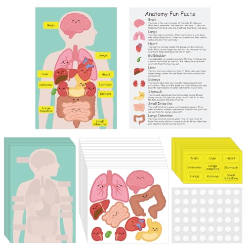 24 Set Anatomy Organ Sticker Set, Human Body System Learning Activity Board