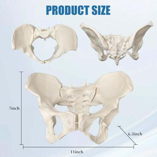 Female Pelvis Model On Elastic, 2/3 Life Size Female Pelvic Skeleton Model W/Bungee Anatomy Medical for Obstetrics Gynecology Patient Communication Orthopedic Studying School Teaching Display - size: Life Size Pelvis Model