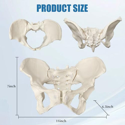 Female Pelvis Model On Elastic, 2/3 Life Size Female Pelvic Skeleton Model W/Bungee Anatomy Medical for Obstetrics Gynecology Patient Communication Orthopedic Studying School Teaching Display - size: Life Size Pelvis Model