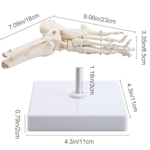 Human Foot Ankle Model Life Size 1:1 Skeleton W/Tibia Fibula - color: Foot joint