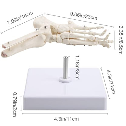 Human Foot Ankle Model Life Size 1:1 Skeleton W/Tibia Fibula - color: Foot joint