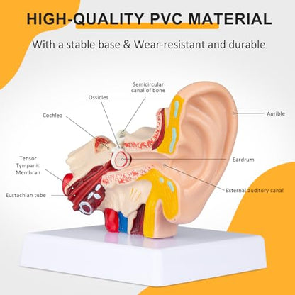 Helivivfy 1.5X Human Ear Anatomy Model, Anatomical 3D ear model with magnified display of outer, middle and inner ear models with base for medical demonstration