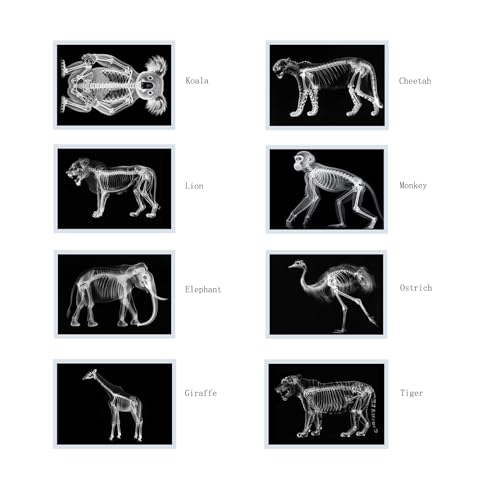 Thematic Animal X-Rays, Set of 16, Simulation Specimen, Science Education Materials for Kindergarten & Preschool, Light Table Accessories, Montessori & Reggio-Inspired (Zoo Animals) - color: Zoo animals