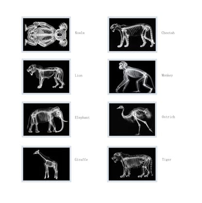 Thematic Animal X-Rays, Set of 16, Simulation Specimen, Science Education Materials for Kindergarten & Preschool, Light Table Accessories, Montessori & Reggio-Inspired (Zoo Animals) - color: Zoo animals