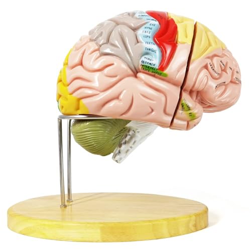 Human Brain Model for Neuroscience, 4 Parts 1.5X Color-Coded w/Base Manual