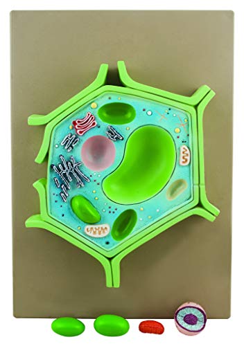 Eisco Labs BM0114 Plant Cell Model