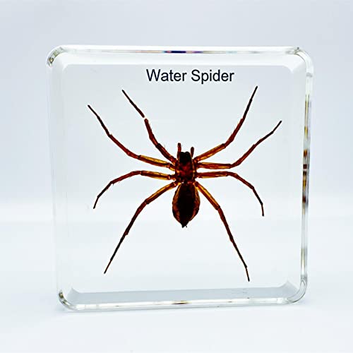 Resin Insects, Insect Specimens(butterfly, Dragonfly,Cricket, Chrysanthemum, Spider) Resin Preservation, Resin Amber for Children's Science Education, Collection (Water spider)