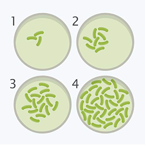 Bacteria Science Kit Petri Dishes with Agar and Swabs | Top Science Fair Project Bacteria Growing Kit | Prepoured LB-Agar Plates and Cotton Swabs | STEM for Kids Aged 6 7 8 9 10 Girls Boys Gifts