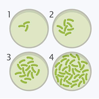 Bacteria Science Kit Petri Dishes with Agar and Swabs | Top Science Fair Project Bacteria Growing Kit | Prepoured LB-Agar Plates and Cotton Swabs | STEM for Kids Aged 6 7 8 9 10 Girls Boys Gifts