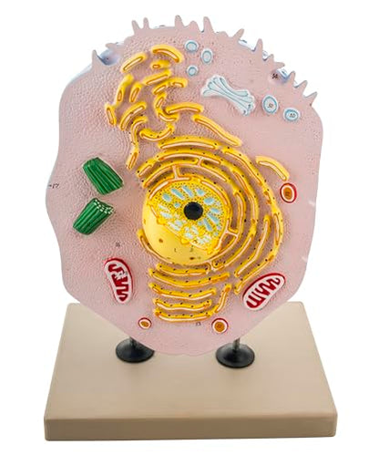 Eisco Labs Animal Cell Model, Hand Painted