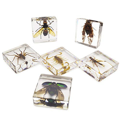 Insect Specimen Set, Bugs Collection Scientific Education Gift for Kids Aged 3-8-12 (Cicada, Wasp, Spider, Scorpion, Locust, Chafer) - style: Cicada, Wasp, Spider, Scorpion, Locust, Chafer