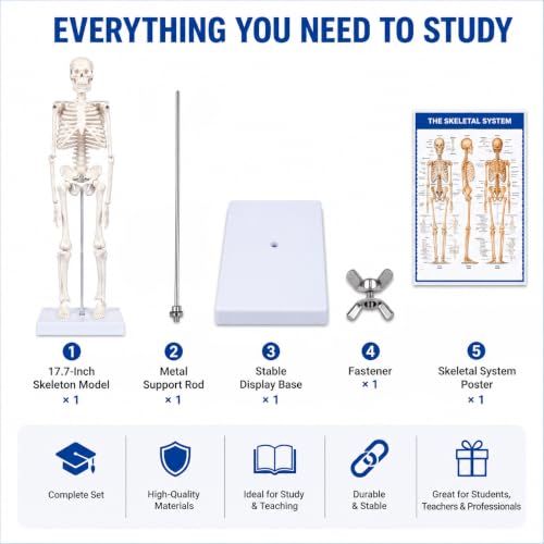 17.7-Inch Mini Human Skeleton Anatomy Model with Movable Joints
