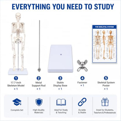 17.7-Inch Mini Human Skeleton Anatomy Model with Movable Joints