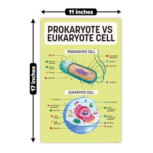 Decorably 16 Biology Posters High School, Elementary Decorations