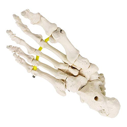 NEW HORIZON Foot Skeleton Model On Elastic, W/Tibia-Fibula Stump Strung Elastic Bungee, Natural Cast for Accurate Representation Study Kinematics Podiatrist Orthotisit Physiotherapist