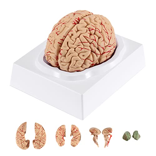 BEAMNOVA Human Brain Model with Vessels, Life Size Anatomy Model