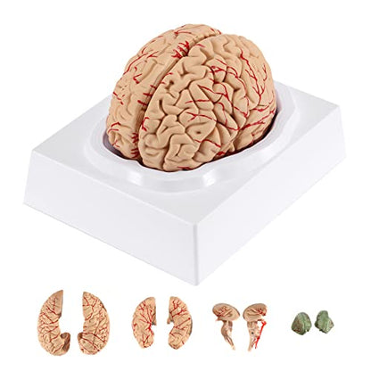 BEAMNOVA Human Brain Model with Vessels, Life Size Anatomy Model