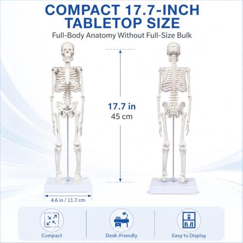 17.7-Inch Mini Human Skeleton Anatomy Model with Movable Joints