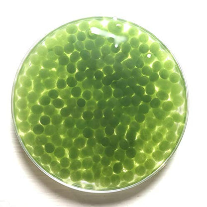 Algae Research and Supply: Live Algae Beads (200 Count) Science Kit for Classroom Photosynthesis and Respiration Experiments - style: 200-Algae Beads Only