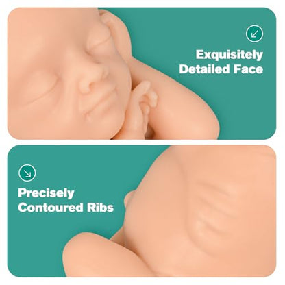 Fetal Development Model Set, 12, 16, 22 and 30 Weeks, Male