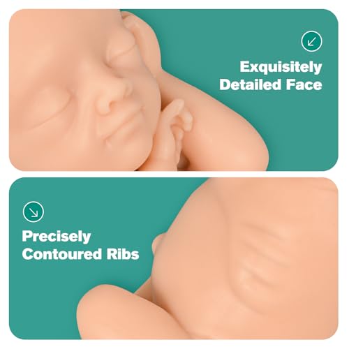 Fetal Development Model Set, 12, 16, 22 and 30 Weeks, Male