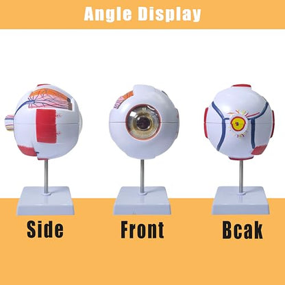 6X Enlarged Eyeball Model, Eye Anatomy Model, Human Eye Anatomical Model for Medical, Educational, or Teaching, with Detailed Product Manual