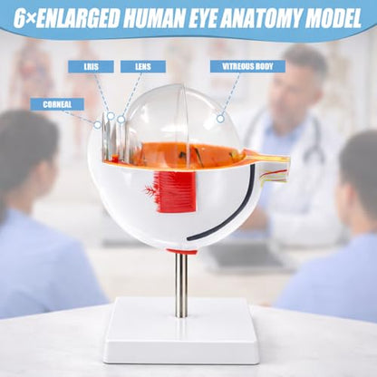 Eye Anatomy Model, 6X Enlarged Eyeball Model, Human Eye Anatomical Model