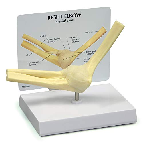 GPI Anatomicals Basic Elbow Model, Replica of Right Elbow Joint - style: Right Elbow Joint