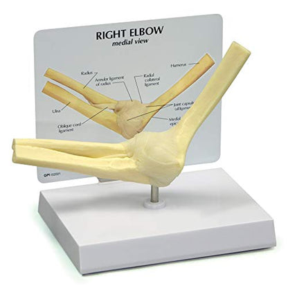 GPI Anatomicals Basic Elbow Model, Replica of Right Elbow Joint - style: Right Elbow Joint