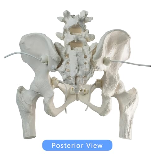 Movable Female Pelvis Model w/Elastic Two Movable Femur Heads and Joints, Life Size Female Pelvic Anatomy Model for Science Education, Midwife in Obstetrics, Gynecology Patient Communication