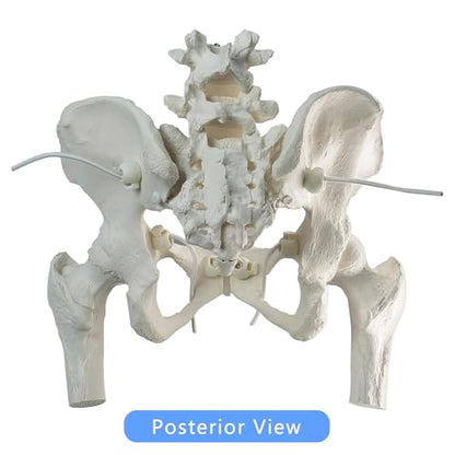 Movable Female Pelvis Model w/Elastic Two Movable Femur Heads and Joints, Life Size Female Pelvic Anatomy Model for Science Education, Midwife in Obstetrics, Gynecology Patient Communication