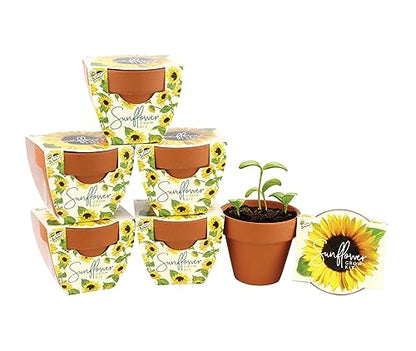 BUZZY Seeds Sunflower Grow Kit 6-Pack, Mini Terracotta Pots, Indoor Garden - color: 6pk Sunflower