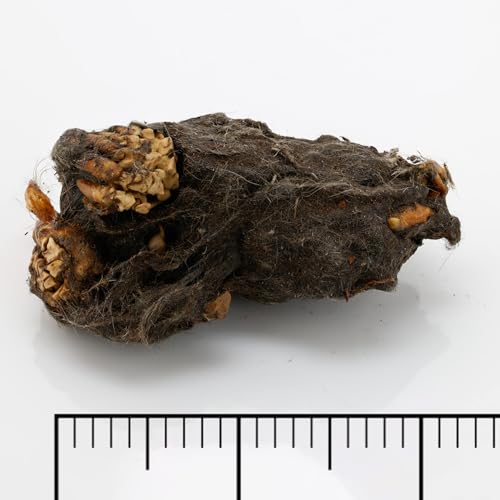 Barn Owl Pellets, Pack of 20 Large Pellets and Bone Sorting Guide, Individually Foil Wrapped & Pre-Graded, Science Classroom Hands On Dissection Kit