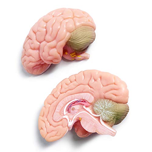 2026 New Human Skull Model, 3 Part With 2-Part Brain, Half Life Size