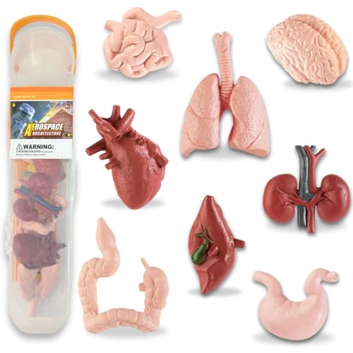 Liberty Imports 8 PCS Human Organs Toy Body Parts Figurines - 3D Mini Anatomy Model Realistic Teaching Prop - Brain, Heart, Lung, Liver, Stomach, Intestines, Kidney for Kids