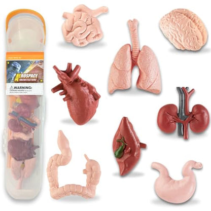 Liberty Imports 8 PCS Human Organs Toy Body Parts Figurines - 3D Mini Anatomy Model Realistic Teaching Prop - Brain, Heart, Lung, Liver, Stomach, Intestines, Kidney for Kids