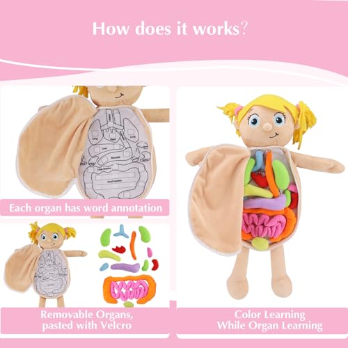 Vocheer Human Body Anatomy Toy, Human Body Model for Kids, Montessori Plush - color: Pink