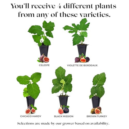 Fig Tree Collection (4 Pack) Edible Fruit Plant from Our Optimal Picks | Easy to Grow Plants for Sustainable Living | Grow Your own Food on Your Edible Organic Garden | Live for Planting | No Seeds - style: Collection